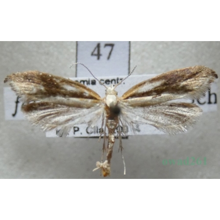 Ypsolopha falcella (Denis & Schiffermüller, 1775) Czech47